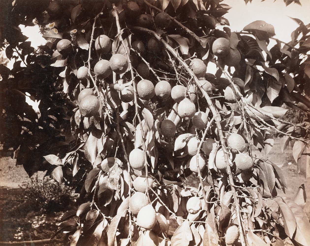 Sem título [fruto numa árvore] de Carleton Watkins