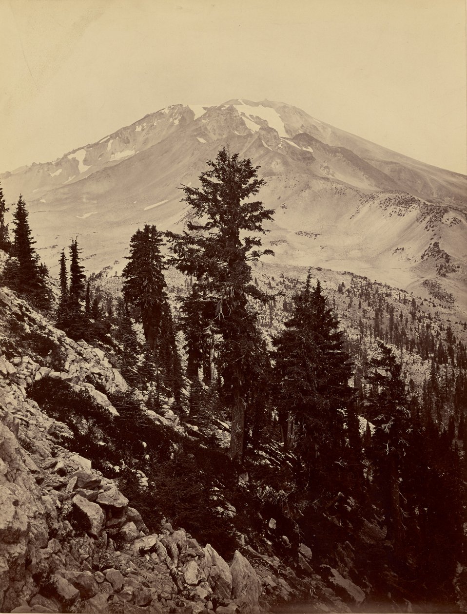 [Williamsonii, Monte Shasta] de Carleton Watkins