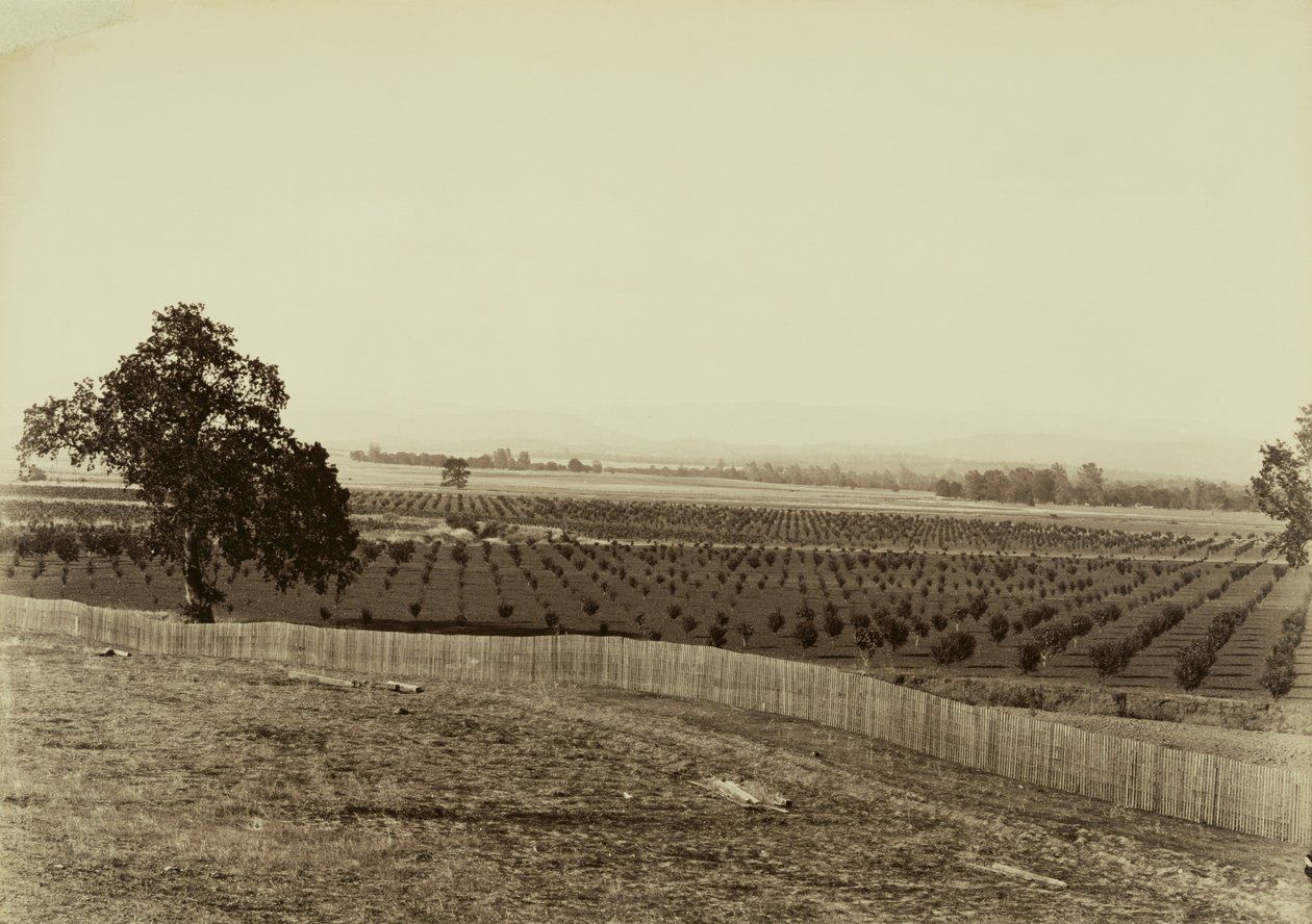 [Jovem pomar, Palermo, condado de Butte] de Carleton Watkins