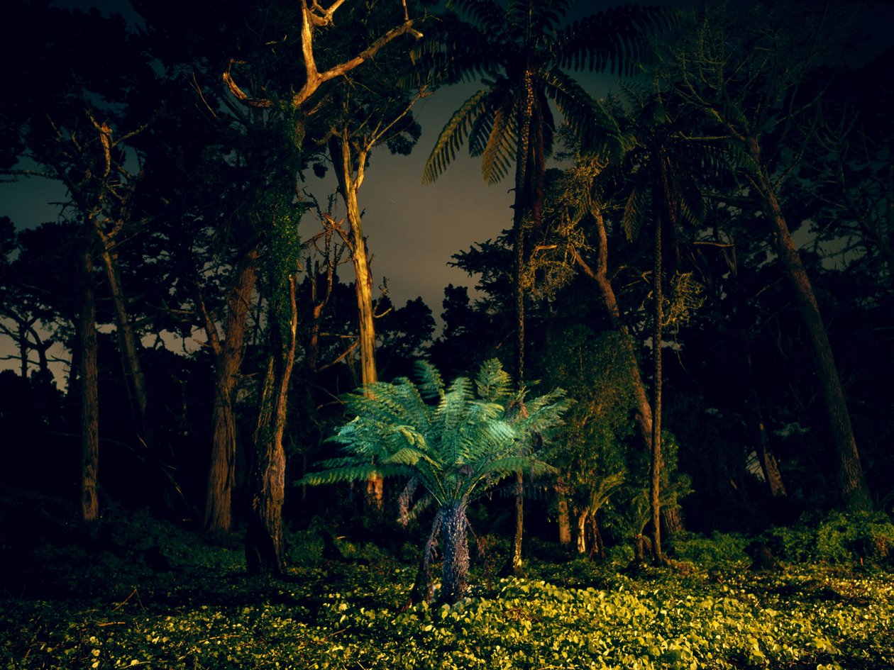 Pintura no escuro, 2014 de Carli Choi