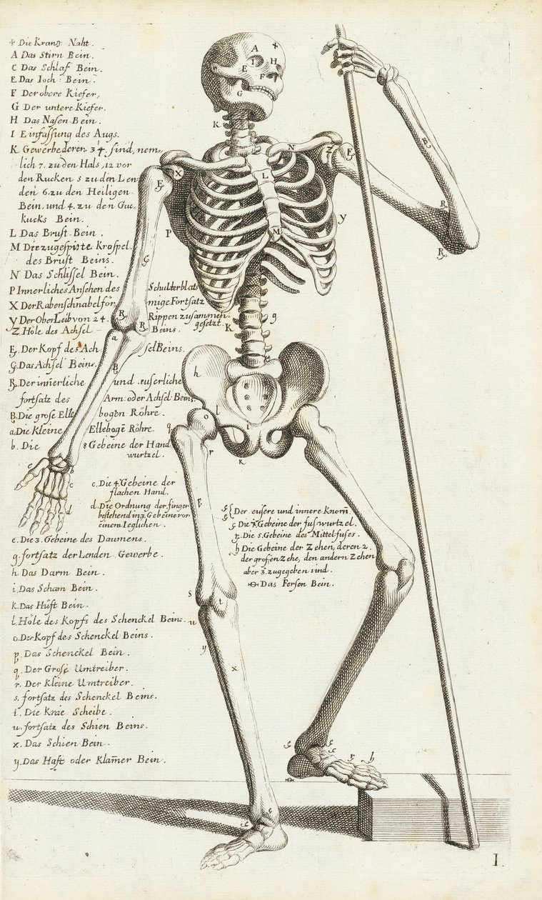 Estudo Anatômico do Esqueleto Humano por Carlo Cesi de Carlo Cesi