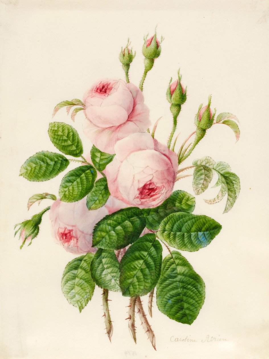Três rosas Centifolia com botões (grafite e wc em pergaminho) de Caroline Adrien