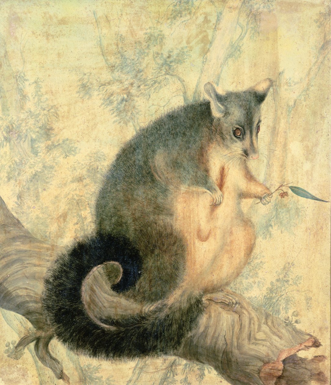 O gambá de Caroline Louisa Atkinson