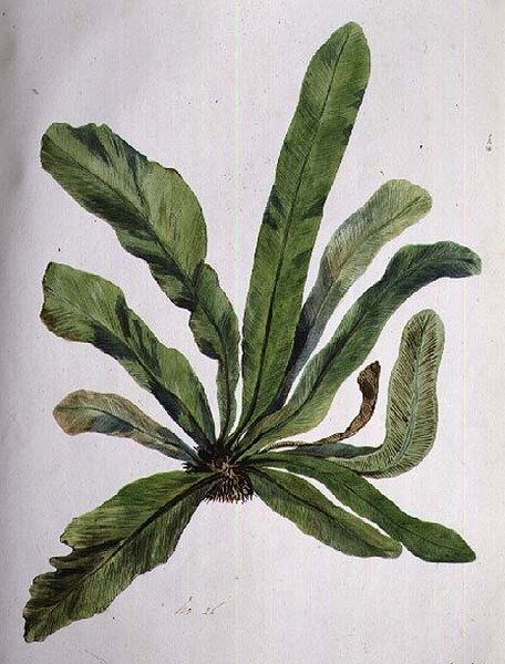 Aspidistra, do século XIX de Caroline Louisa Meredith