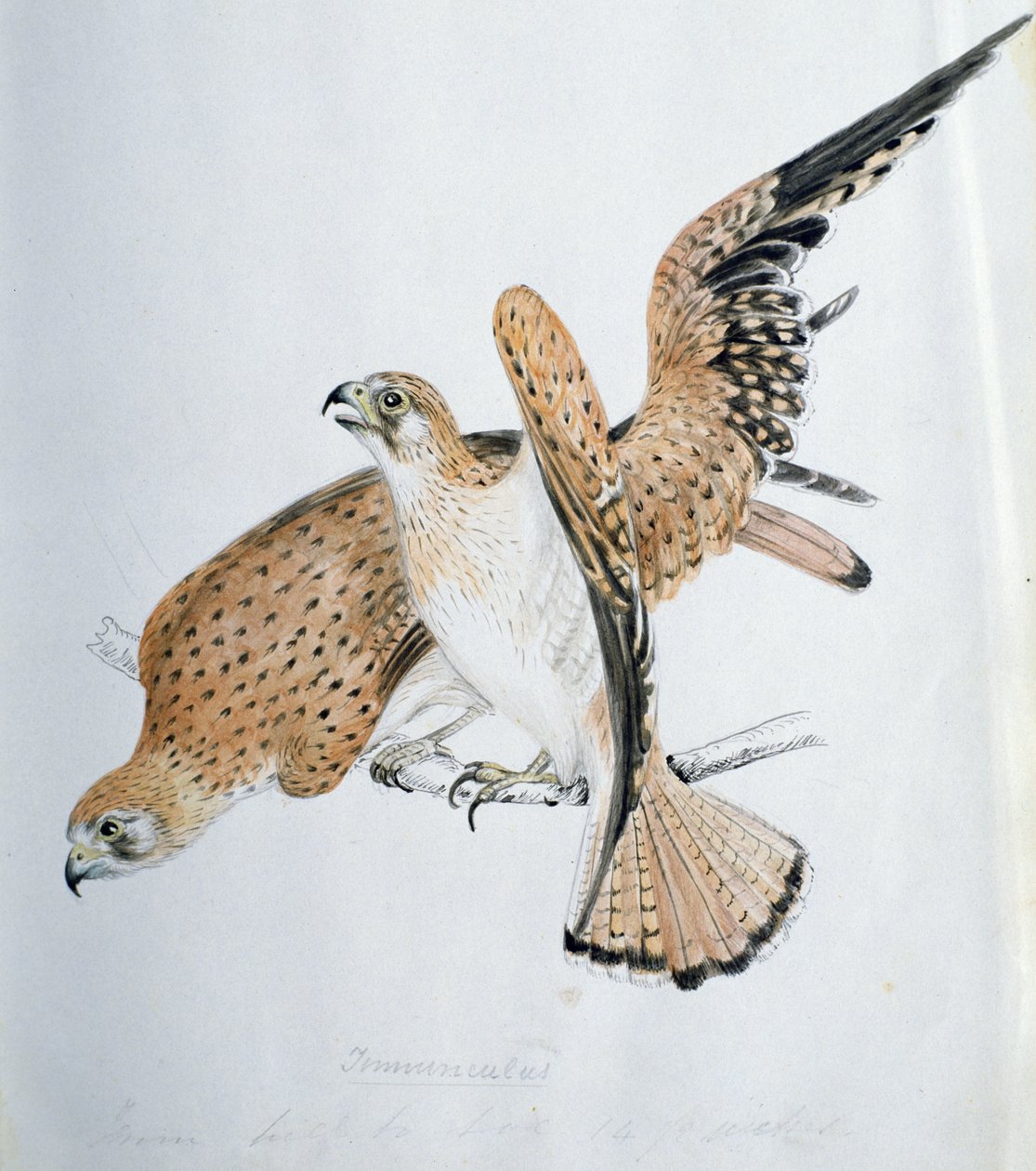 Aves de Rapina, século XIX de Caroline Louisa Meredith