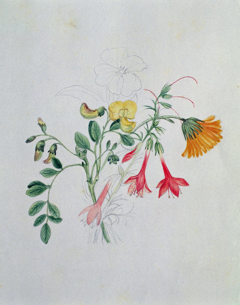Vassoura e malmequeres de Caroline Louisa Meredith
