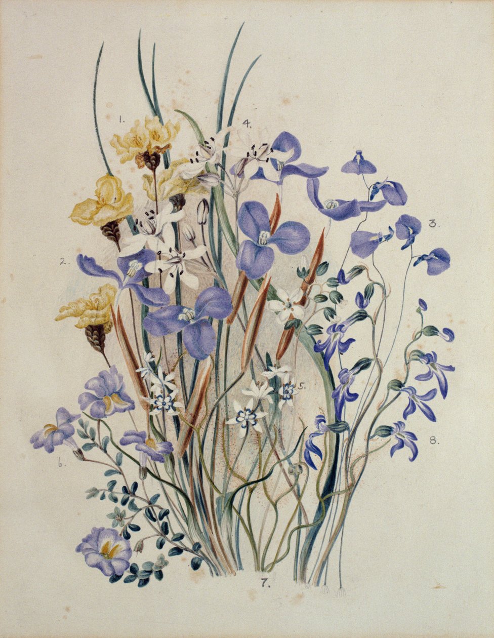 Flores da Primavera, século XIX de Caroline Louisa Meredith