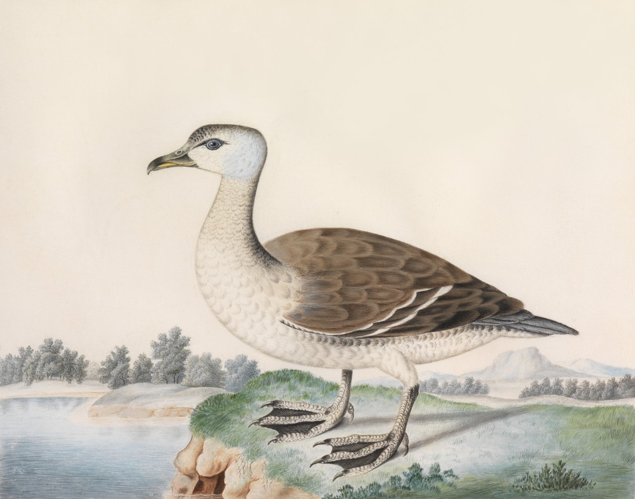 Java Duck (aquarela sobre pergaminho, inscrito com título) de Caroline Conyers