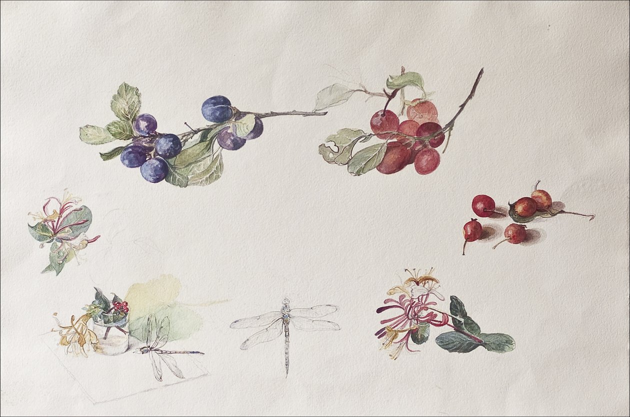 Outono Frutas e Flores, 2007 (wc no papel) de Caroline Hervey Bathurst