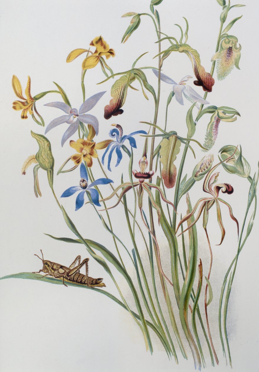 Íris e Blue Speedwell de Caroline Louisa Meredith