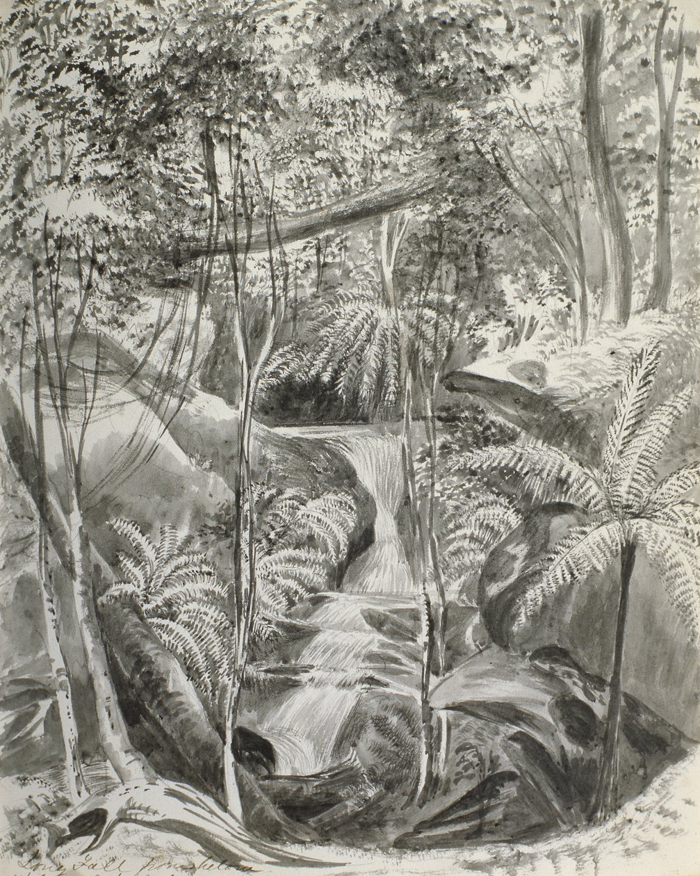 Estudo da selva, século XIX de Caroline Louisa Meredith