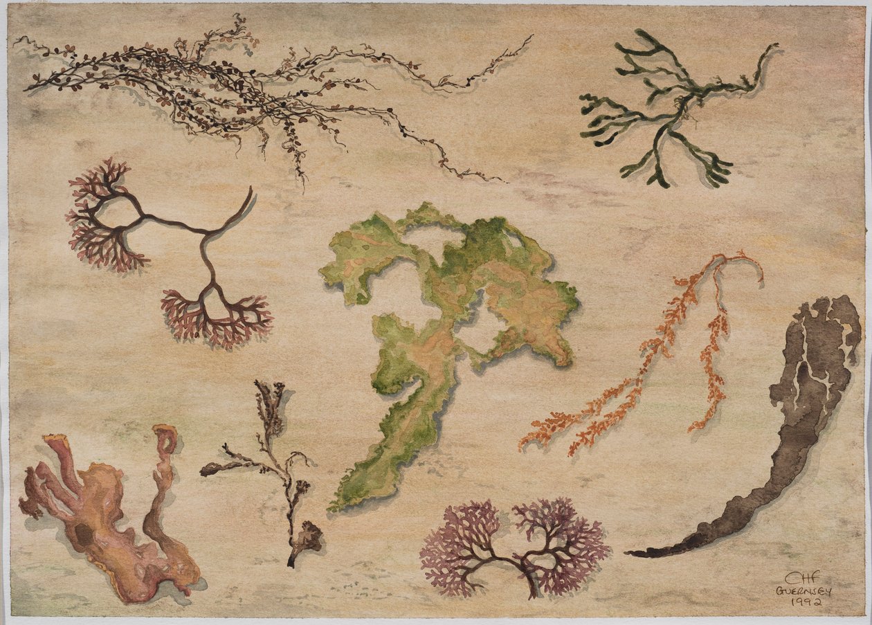 Algas marinhas, 1992 (wc no papel) de Carolyn Hubbard Ford