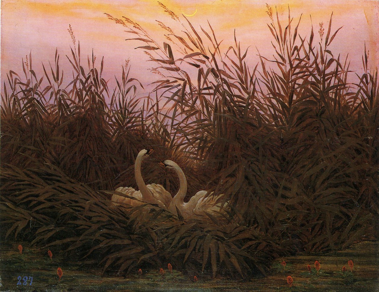 Alemão: Schwäne im Schilf beim ersten Morgenrot Cisnes nos juncos ao amanhecer de Caspar David Friedrich