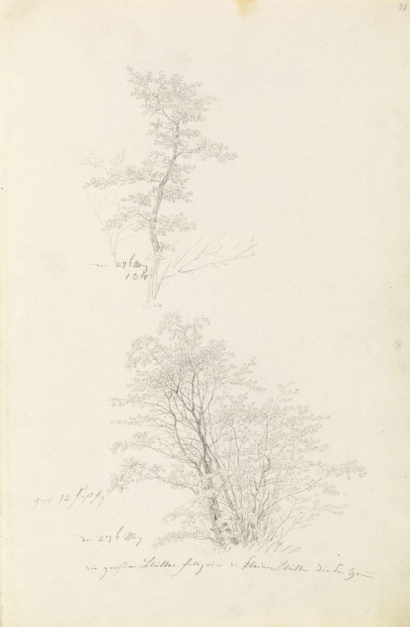Grupo de árvores jovens de Caspar David Friedrich