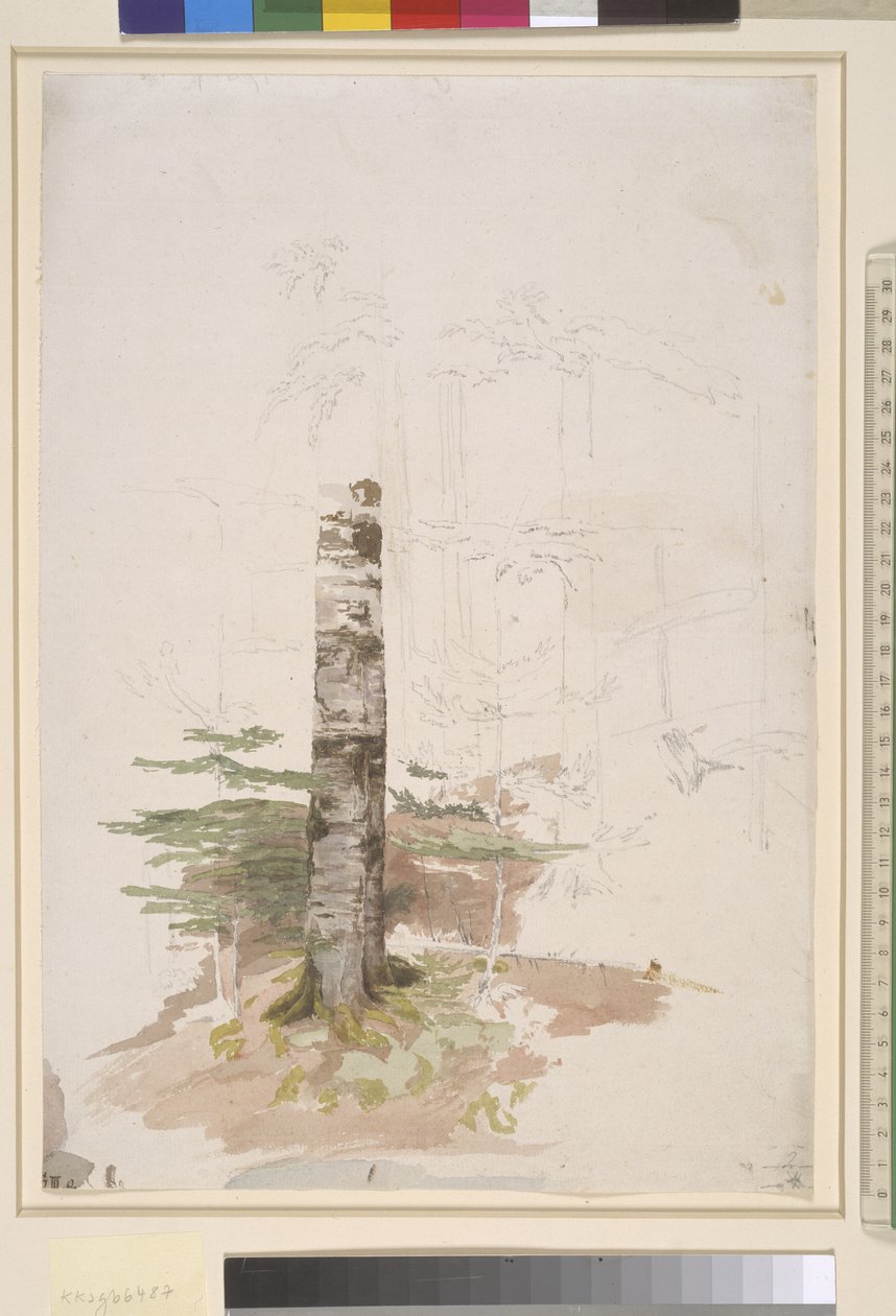 Estudo do interior de uma floresta de coníferas de Caspar David Friedrich