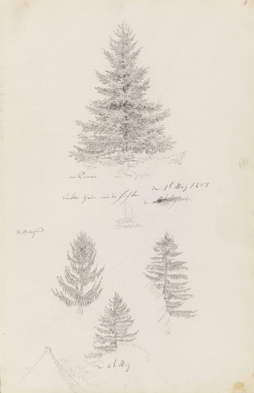 Abeto e três estudos de abeto de Caspar David Friedrich