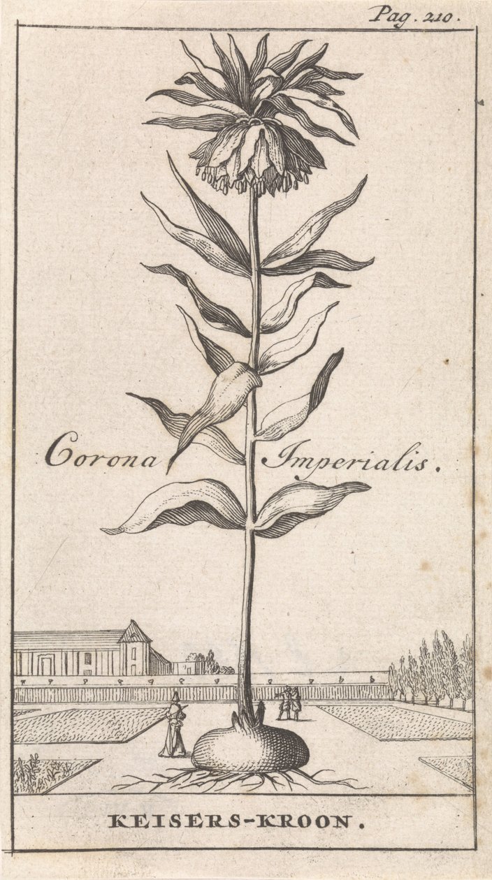 coroa imperial Corona Imperialis / Coroa Imperial (título no objeto) de Caspar Luyken