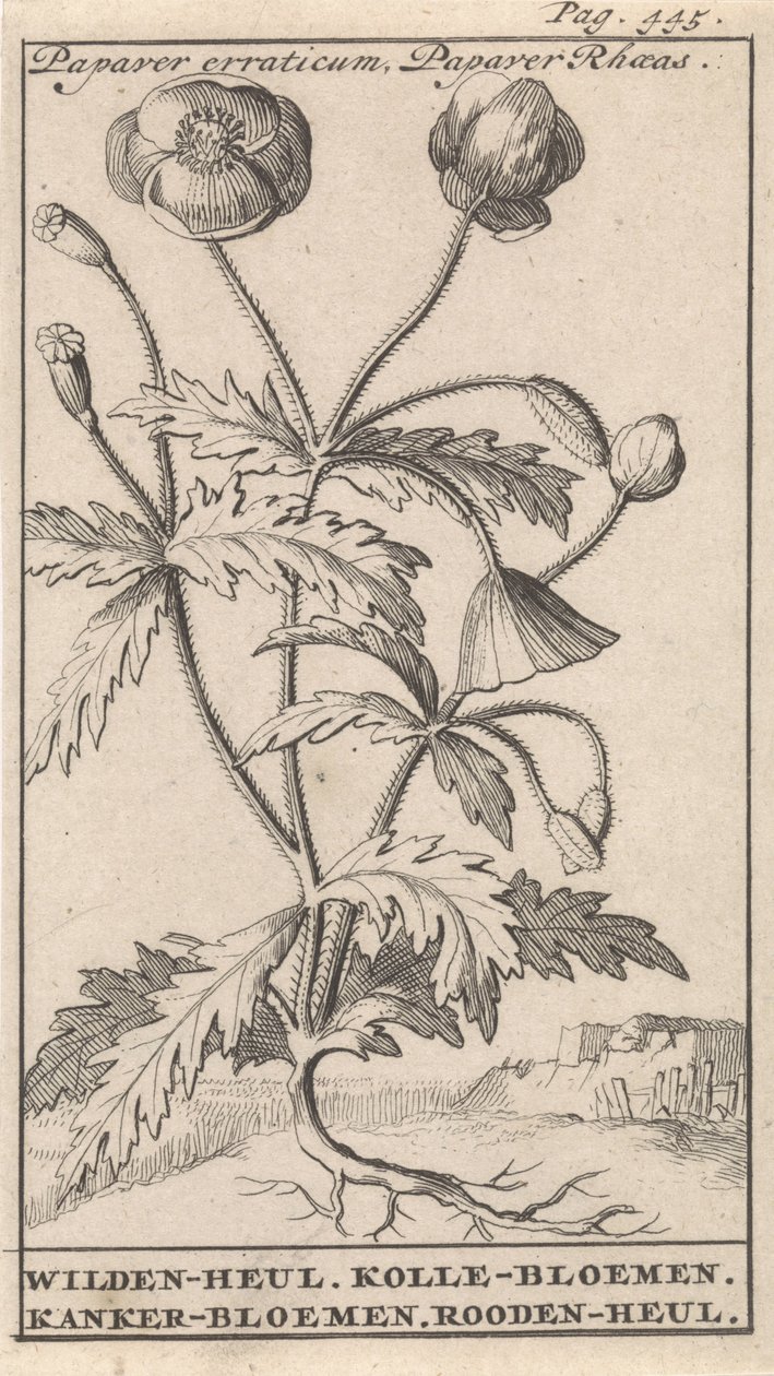 Papoila
Papaver erraticum, Papaver Rhoeas / Wilden heul. Flores Kolle. Flores de cancro. Rooden-heul (título sobre o objecto) de Caspar Luyken