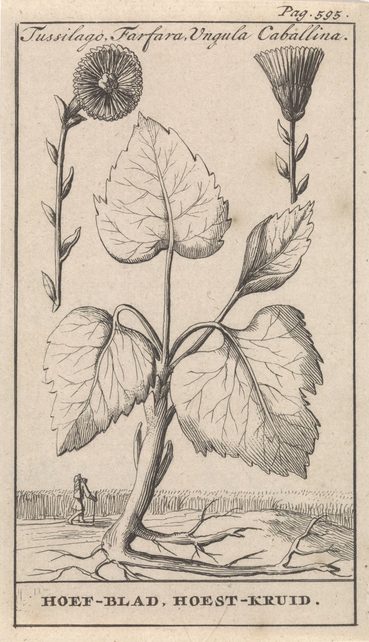 Coltsfoot com erva para tosse Tussilago, Farfara, Ungula Caballina / Hoof Leaf, Cough Herb (título no objeto) de Caspar Luyken