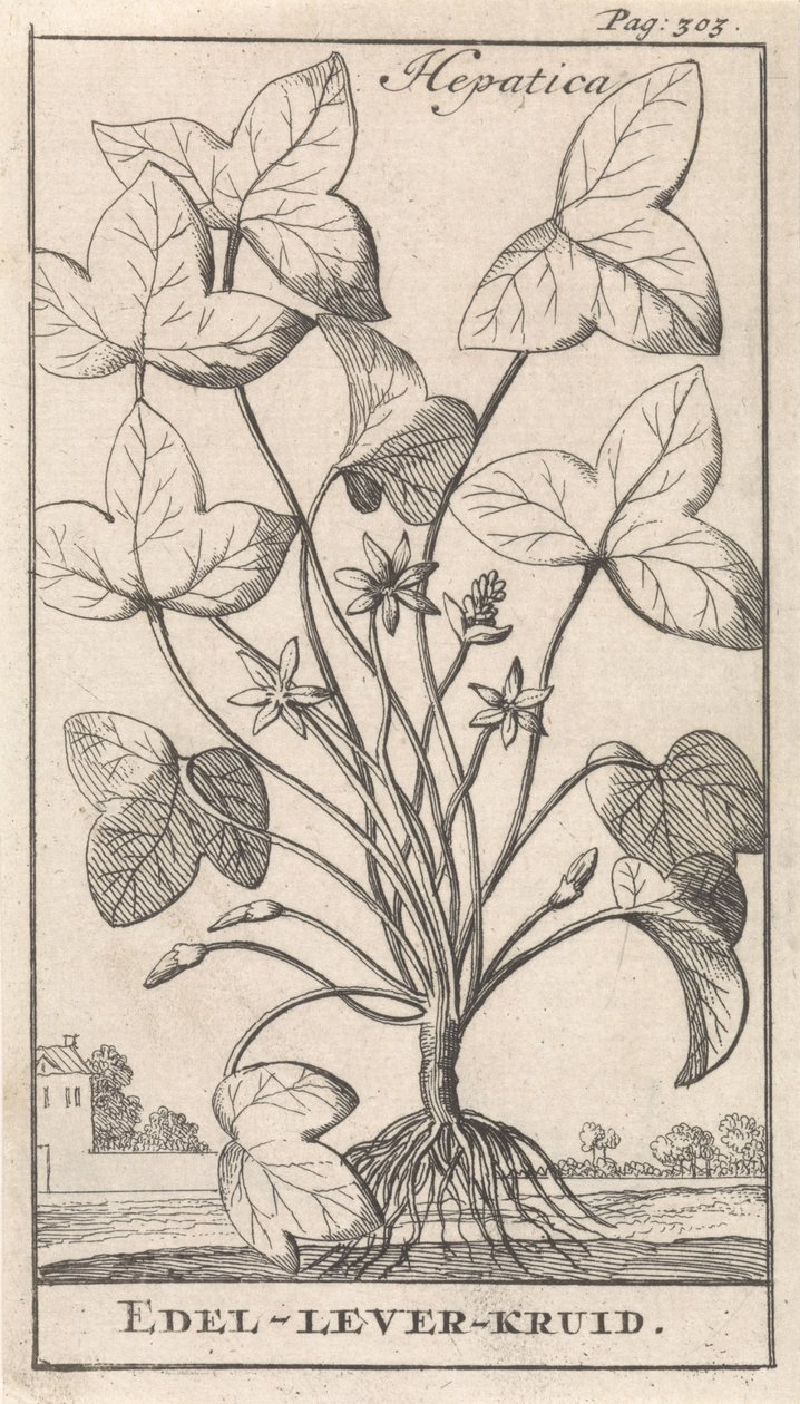 erva de fígado Hepetica / Noble-Liver-Herb (título no objeto) de Caspar Luyken