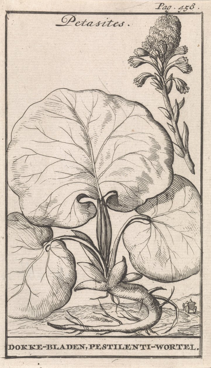 Petasites de Caspar Luyken