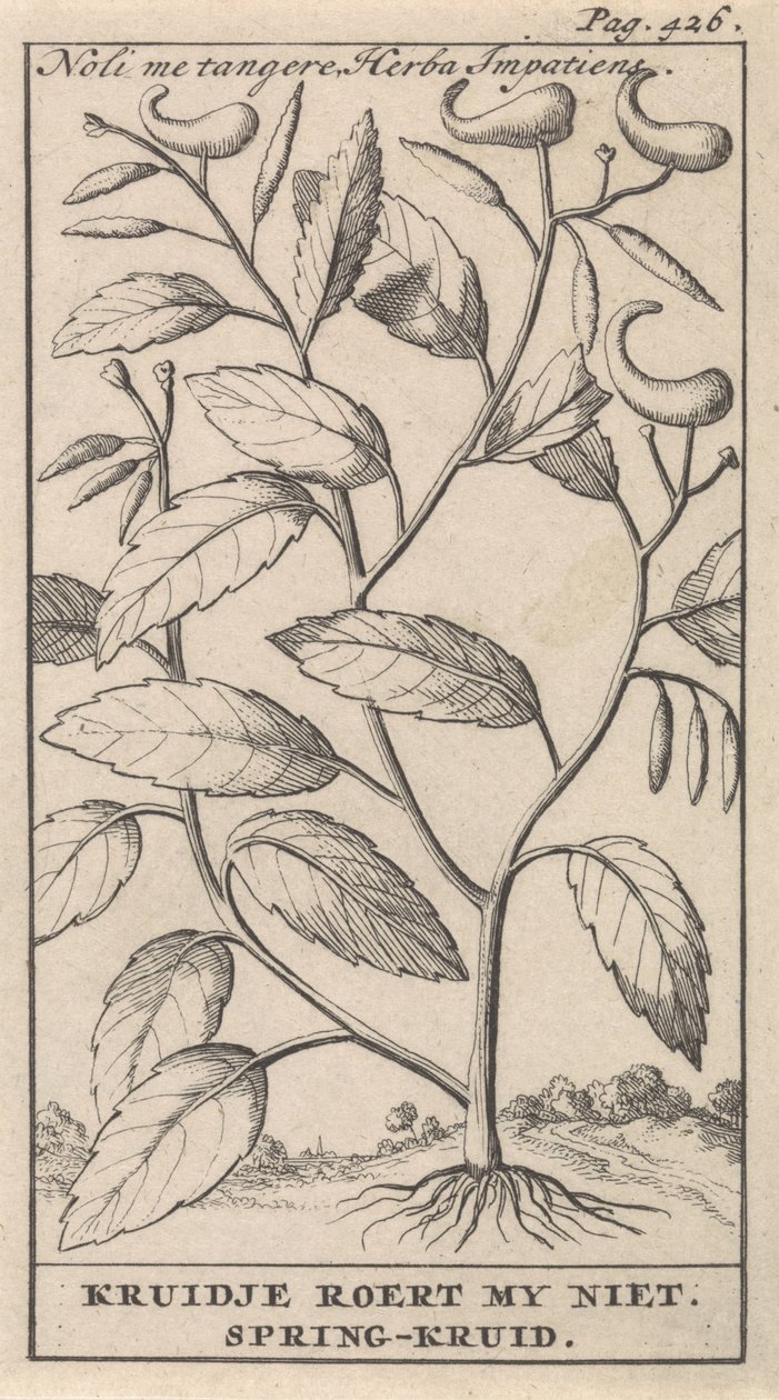 erva de primavera Noli me tangere, Herba Impatiens / Kruidje não me comove. Erva de primavera (título no objeto) de Caspar Luyken