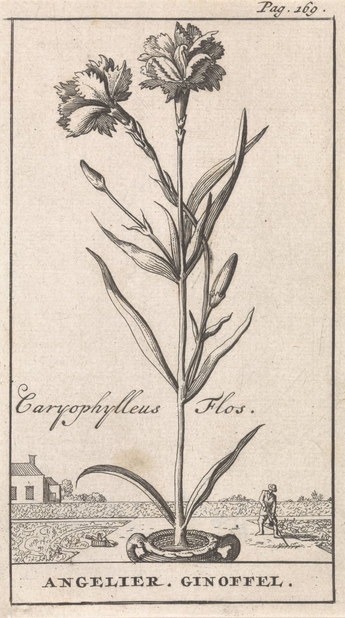 Folha de rosto e oito gravuras com flores Anjelier Caryophylleus Flos / Angelier. Ginoffel (título no objeto) de Caspar Luyken