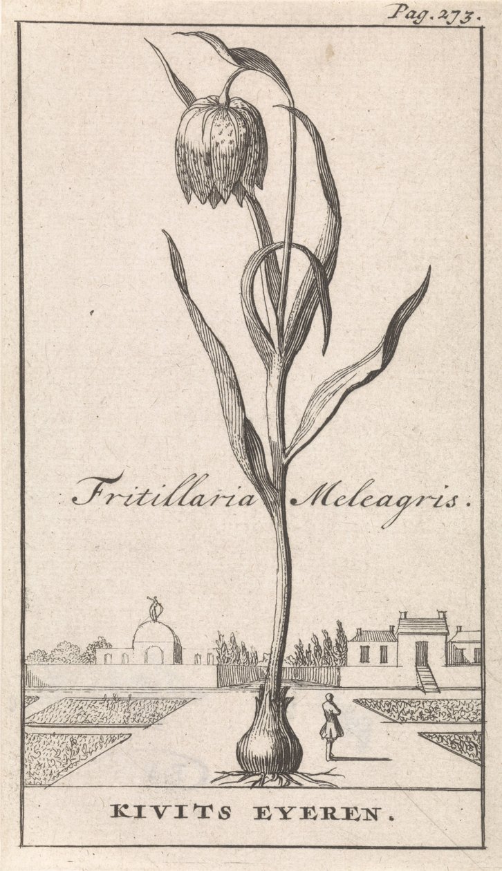 Folha de rosto e oito gravuras com flores Kievitsbloem Fritillaria Meleagris / Kivits Eyeren (título no objeto) de Caspar Luyken