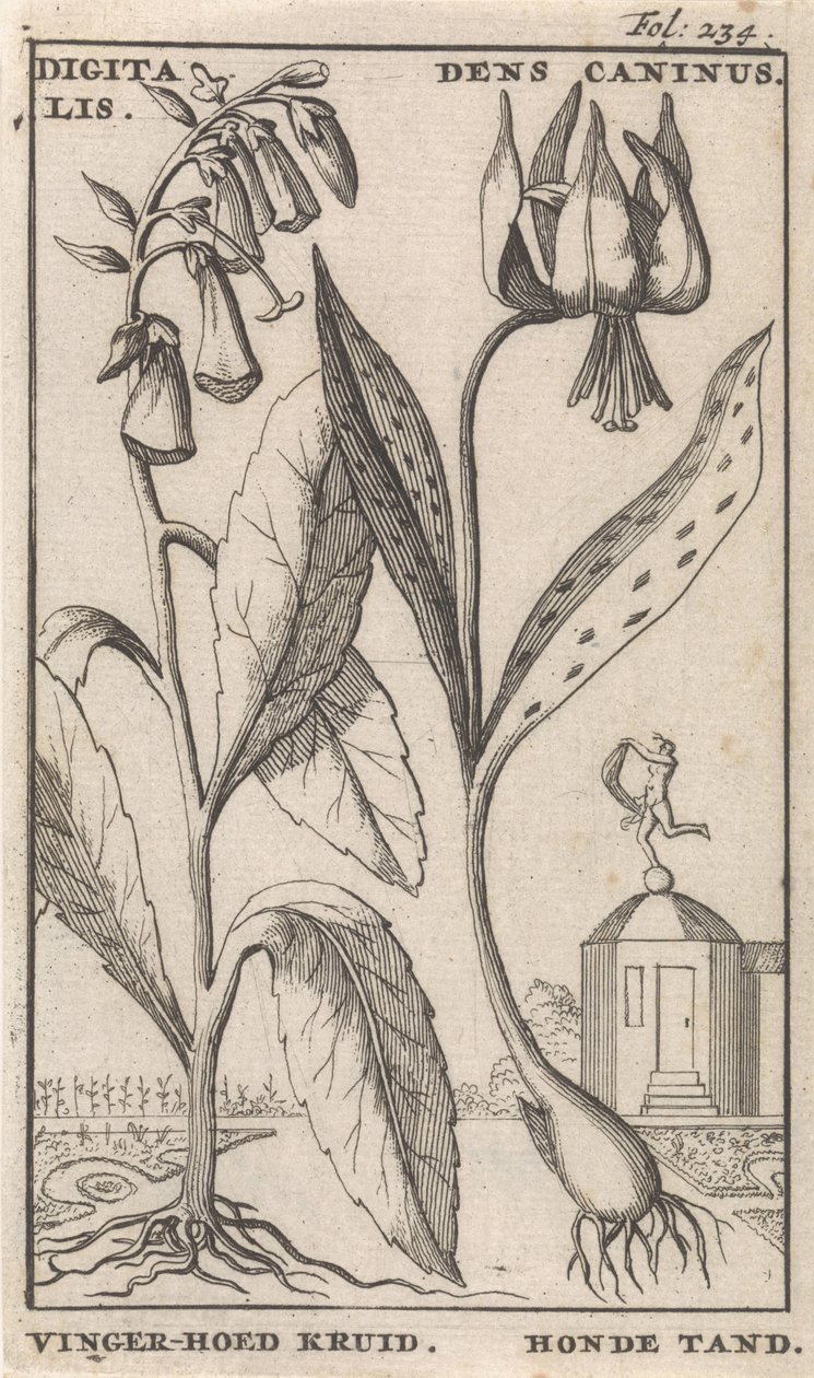 Página de Título e Oito Estampas com Flores
Luva Foxglove e suporte de cão
Digitalis. Dens Caninus / Erva de chapéu de dedo. Dente de cão (título sobre o objecto) de Caspar Luyken