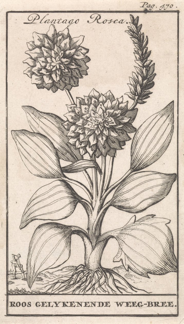 Folha de rosto e oito gravuras com flores Weegbree Plantago Rosea / Roos gelykenende Weeg-bree (título no objeto) de Caspar Luyken