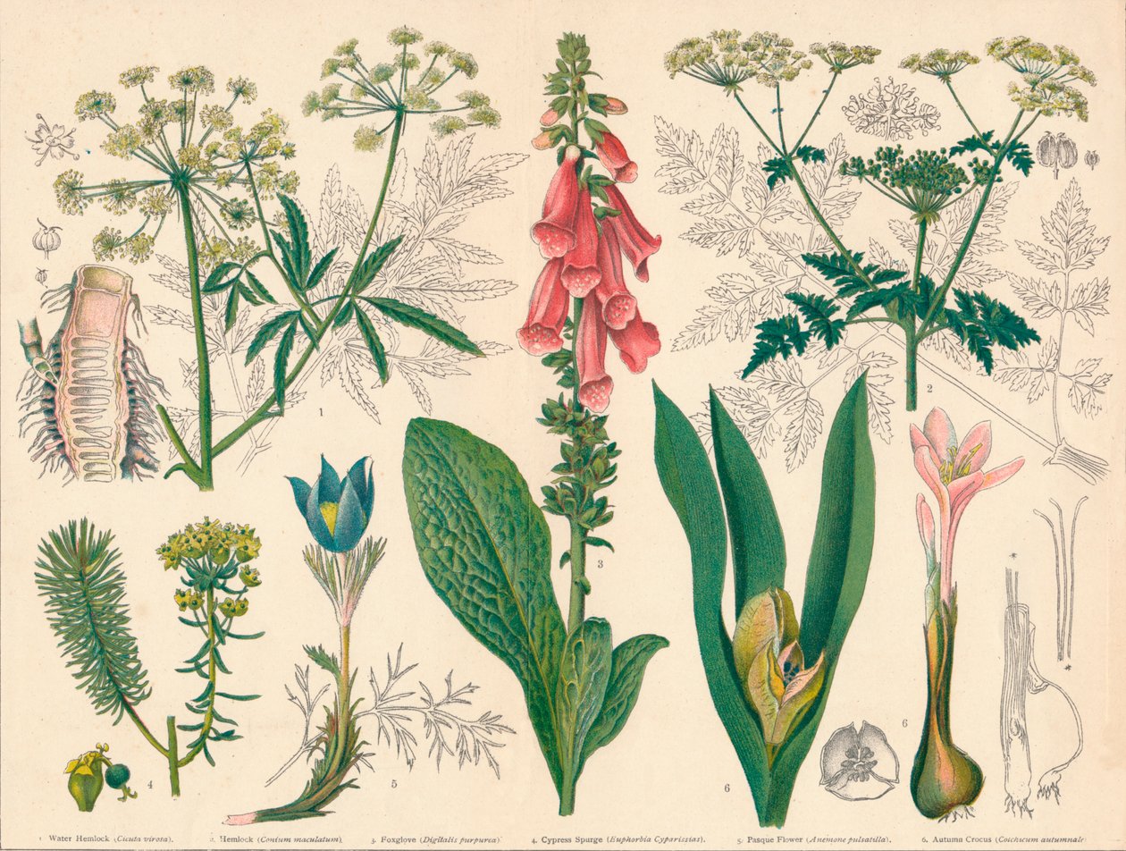 Floresta. de Cassell and Co