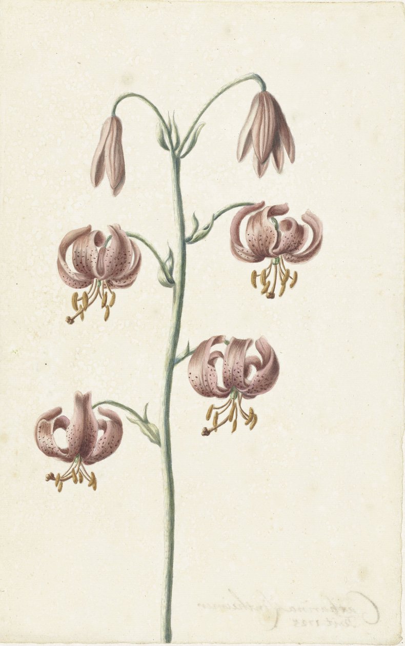 Galho com lírios marrons avermelhados de Catharina Lintheimer