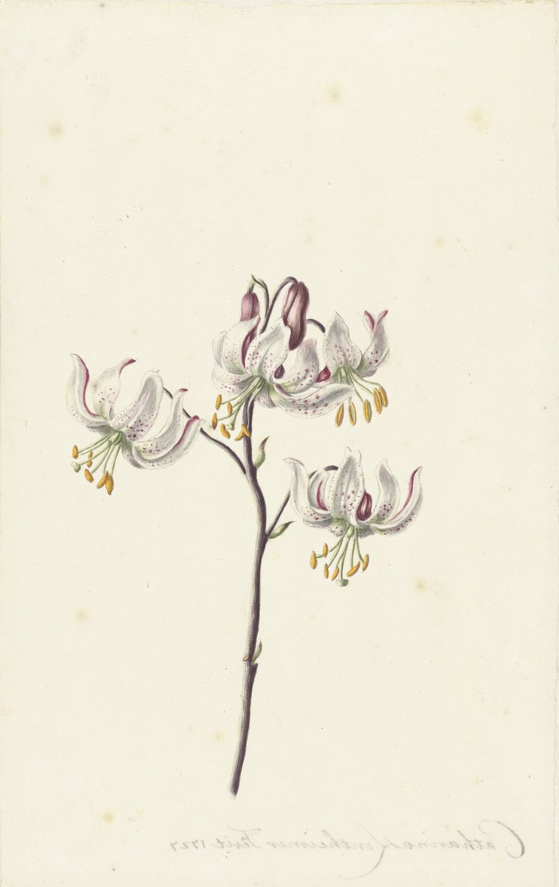Galho com quatro lírios brancos de Catharina Lintheimer