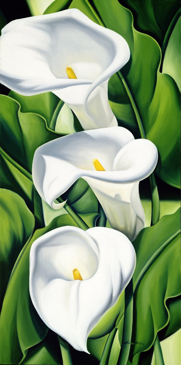 Lírios de Catherine Abel