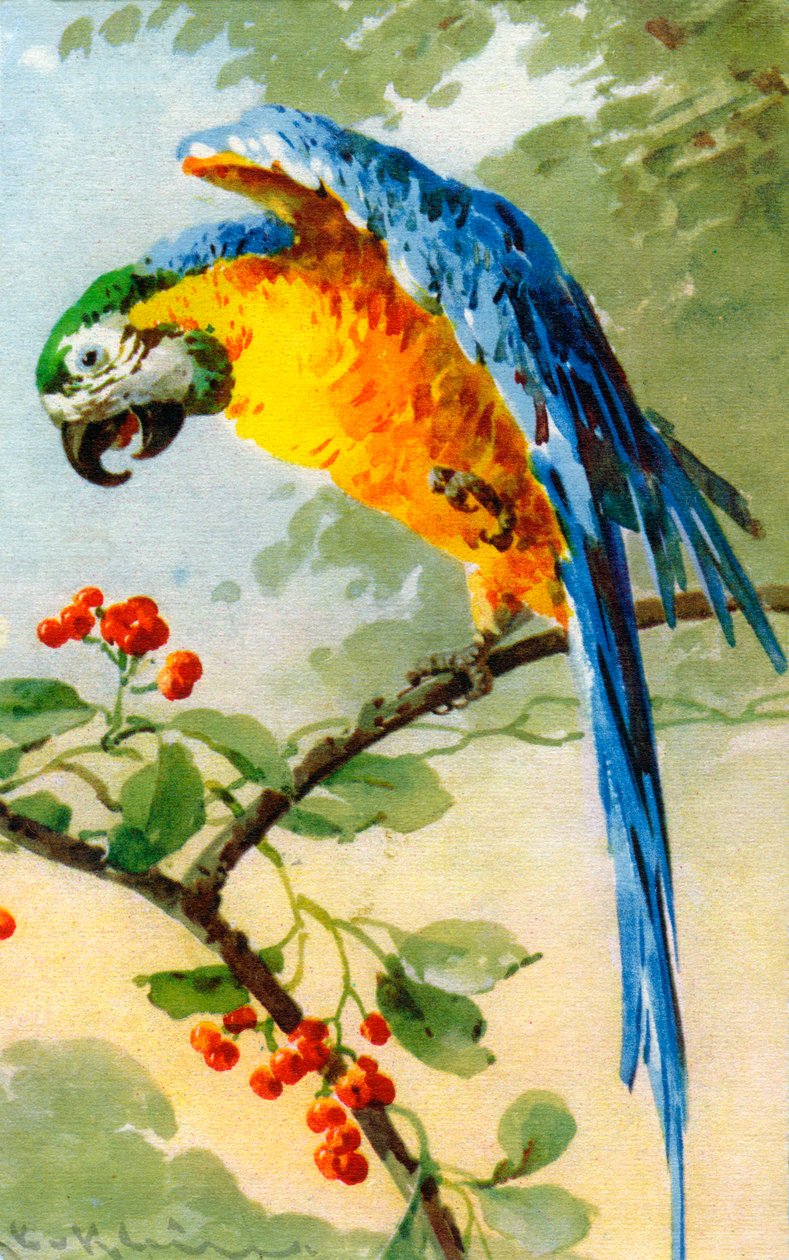 Parrot Eating Berries de Catherine Klein de Catherine Klein