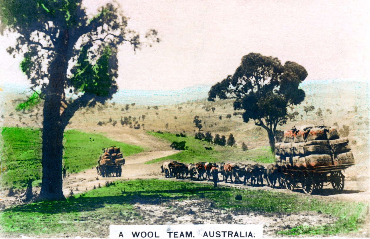 Uma equipe de lã, Austrália, c1920s. de Cavenders Ltd