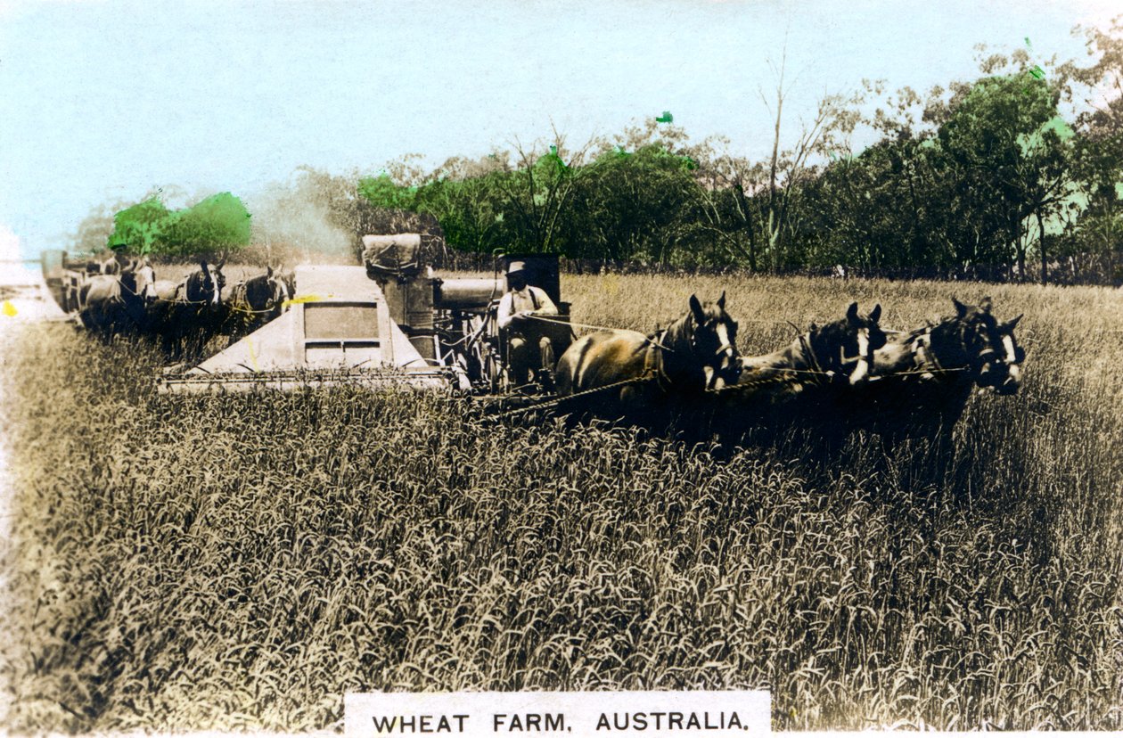 Fazenda de trigo de Grenfell, Austrália, c1920s. de Cavenders Ltd