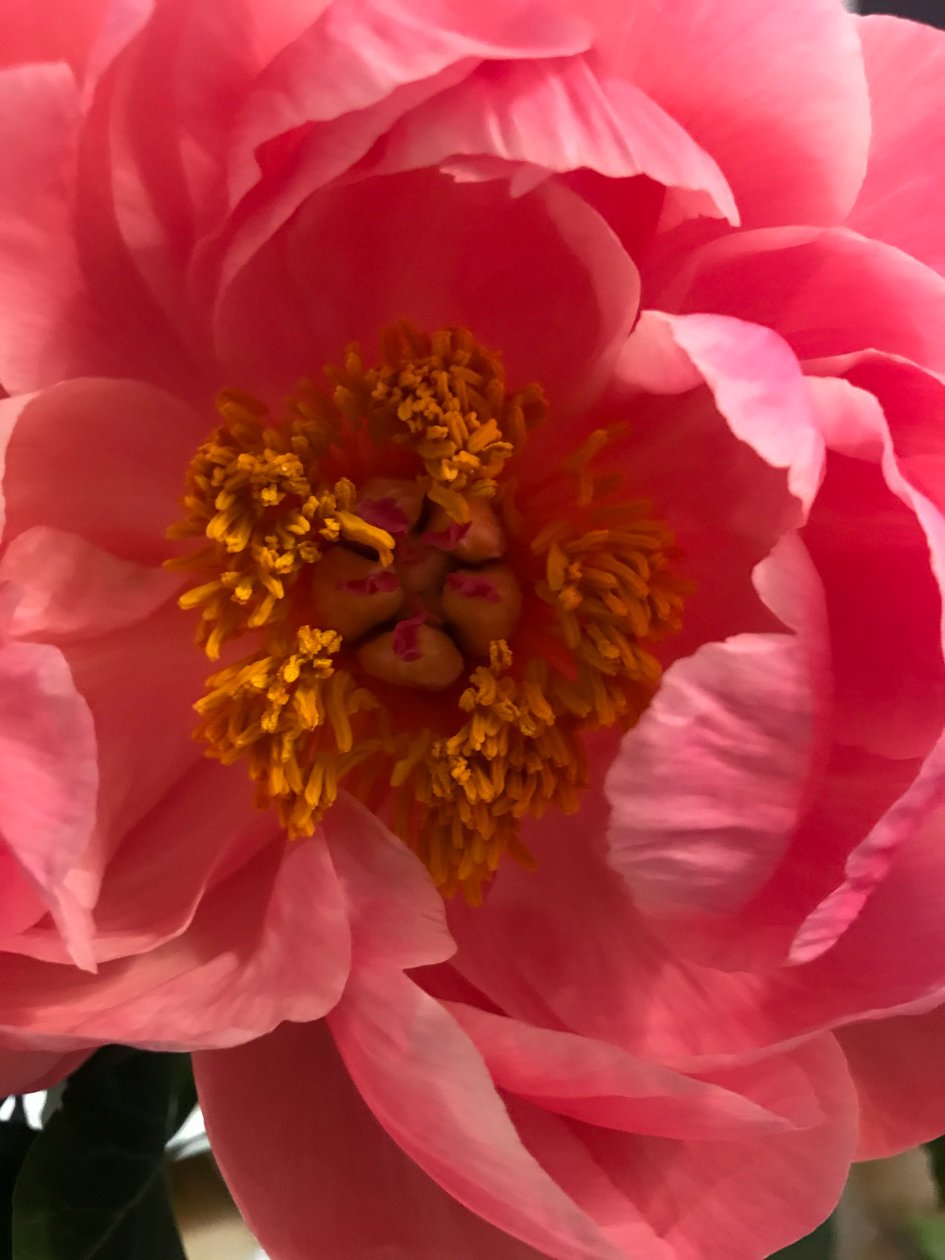 Composição - Flores, 2019 (foto) de Cécile Jamet