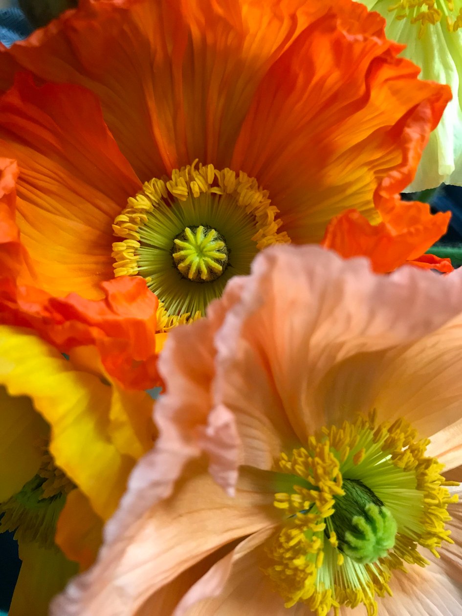 Composição - Flores, 2019 (foto) de Cécile Jamet