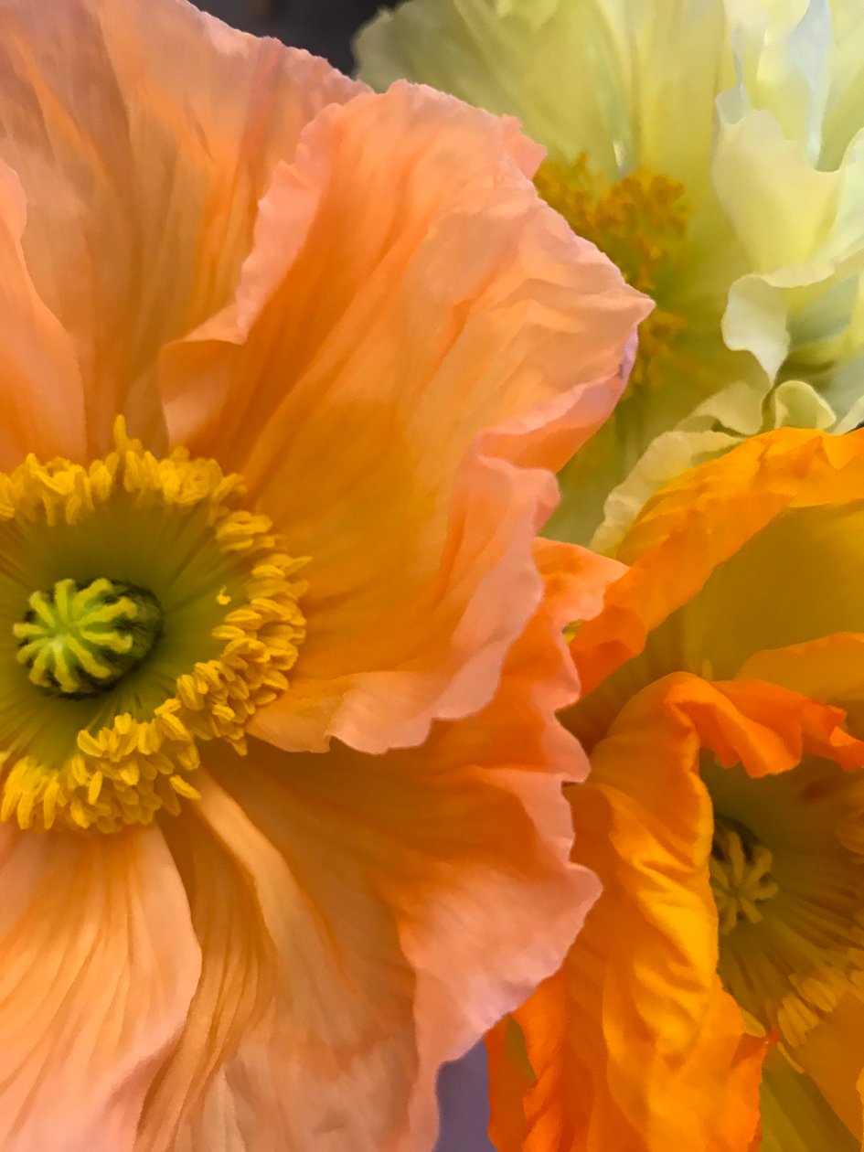 Composição - Flores, 2019 (foto) de Cécile Jamet