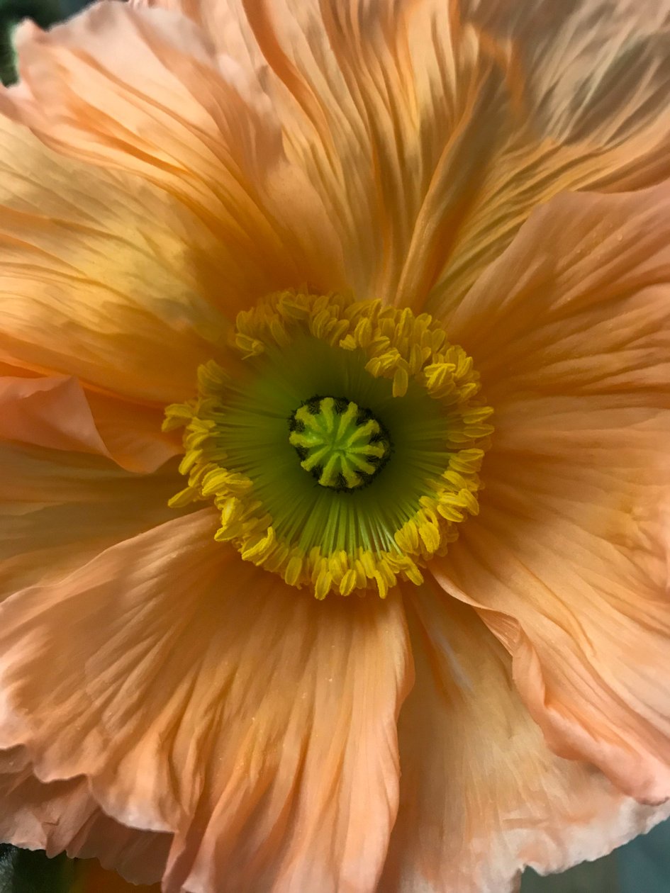 Composição - Flores, 2019 (foto) de Cécile Jamet
