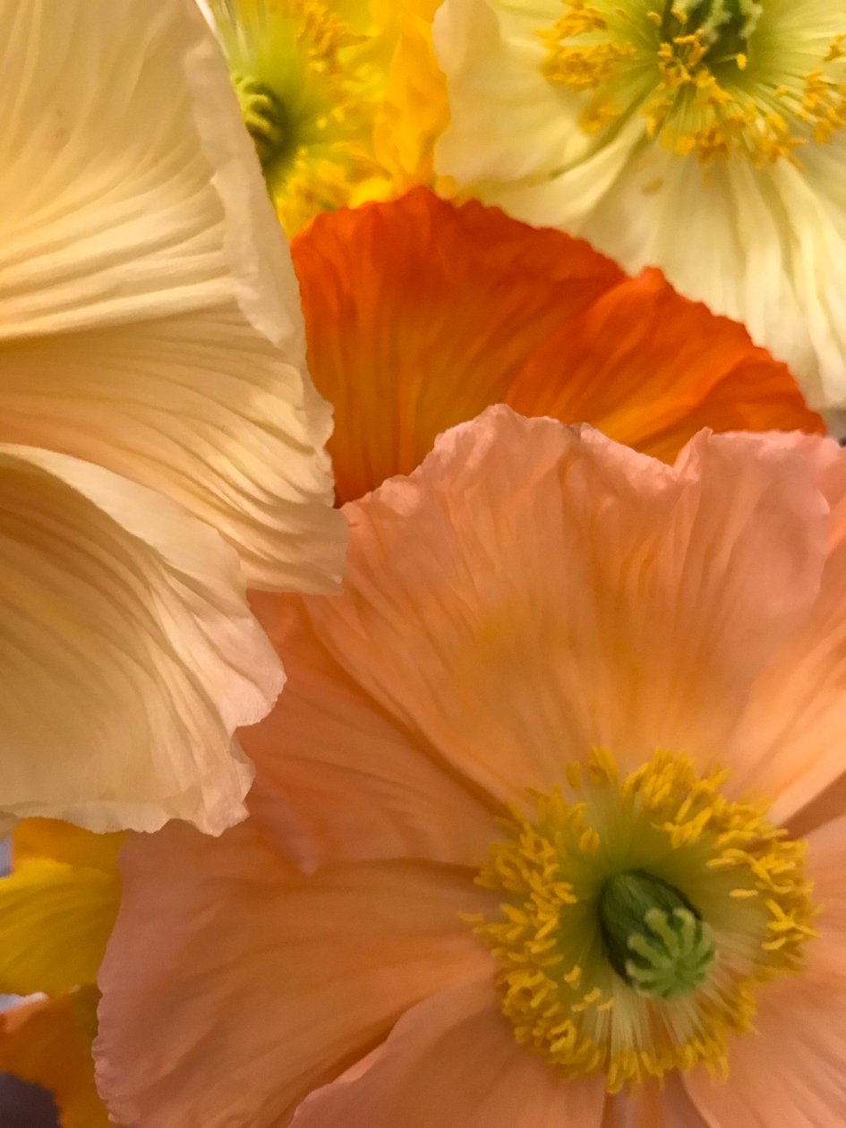 Composição - Flores, 2019 (foto) de Cécile Jamet
