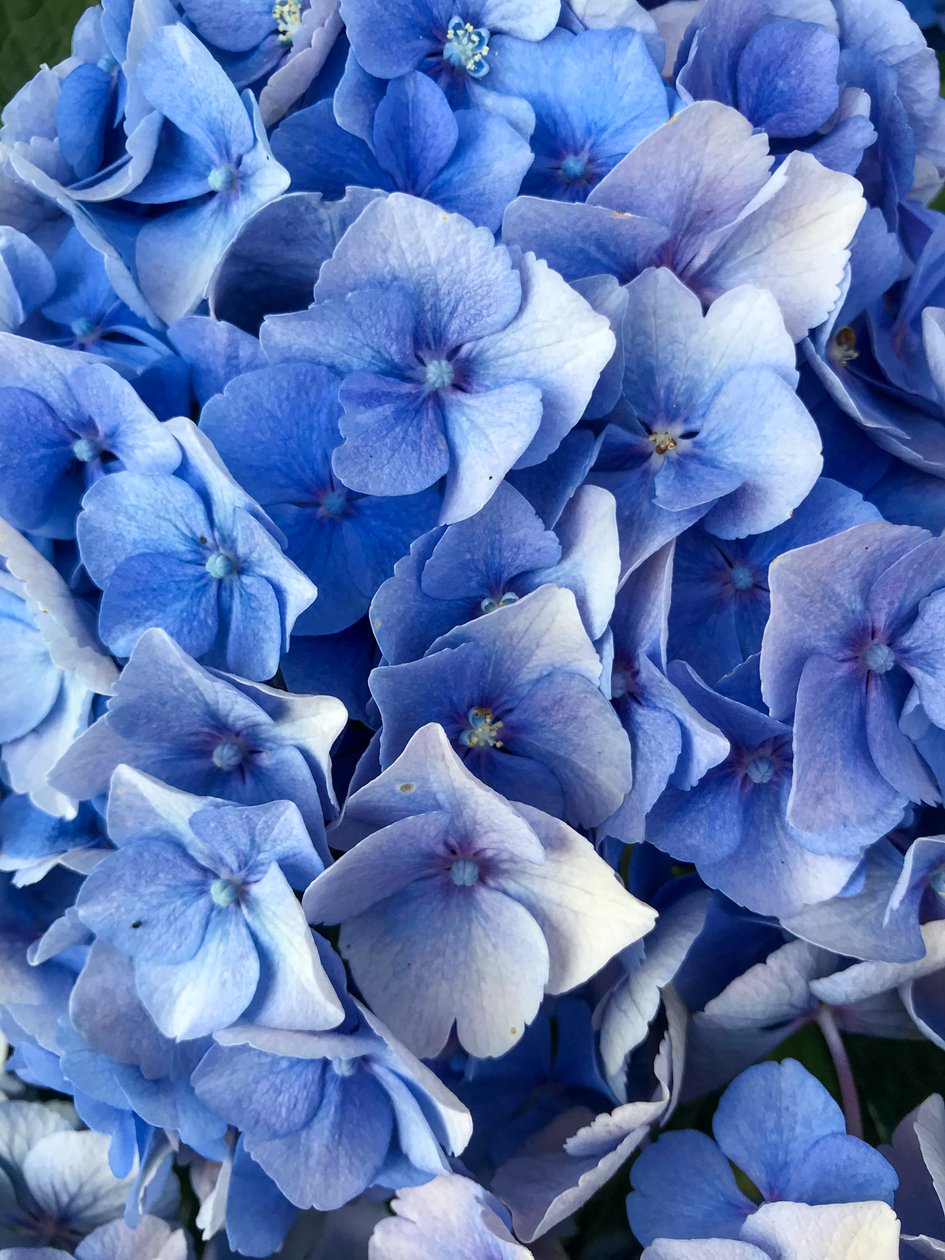 Composição - Flores, 2019 (foto) de Cécile Jamet