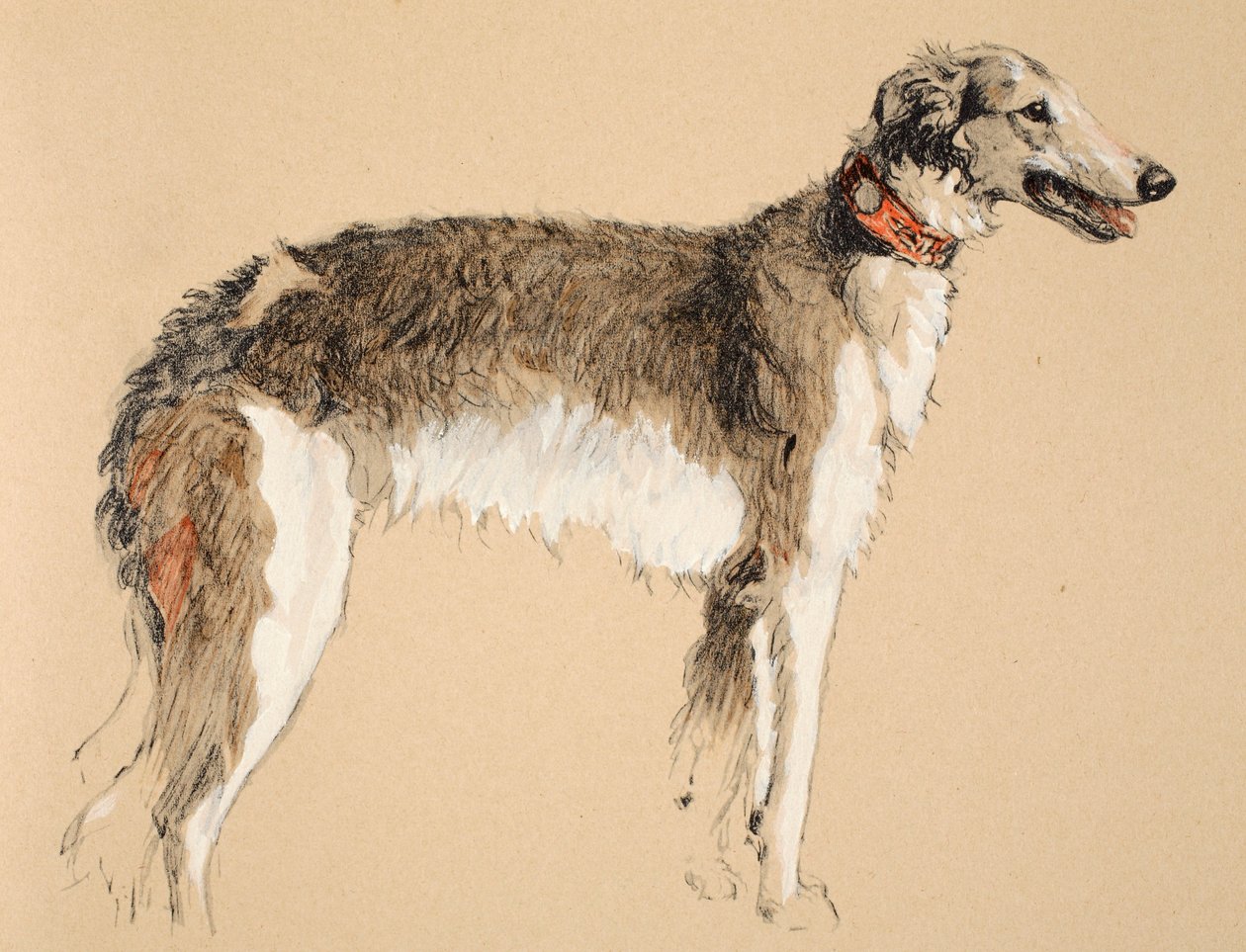 Borzoi, 1930, ilustrações de seu livro de desenho usado para &39;Só Entre Amigos&39;, Aldin, Cecil Charles Windsor (1870-1935), publicado mais tarde por Eyre e Spottiswoode Limited, 1934, Chalk and Charcoal on de Cecil Charles Windsor Aldin