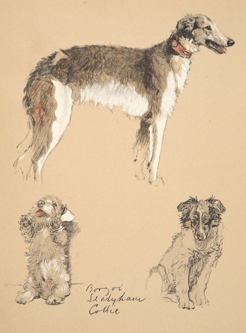 Borzoi, Sealyham e Collie, 1930, ilustrações de seu livro de desenho usado para &39;Só entre amigos&39;, Aldin, Cecil Charles Windsor (1870-1935), mais tarde publicado pela Eyre e Spottiswoode Limited, 1934, C de Cecil Charles Windsor Aldin