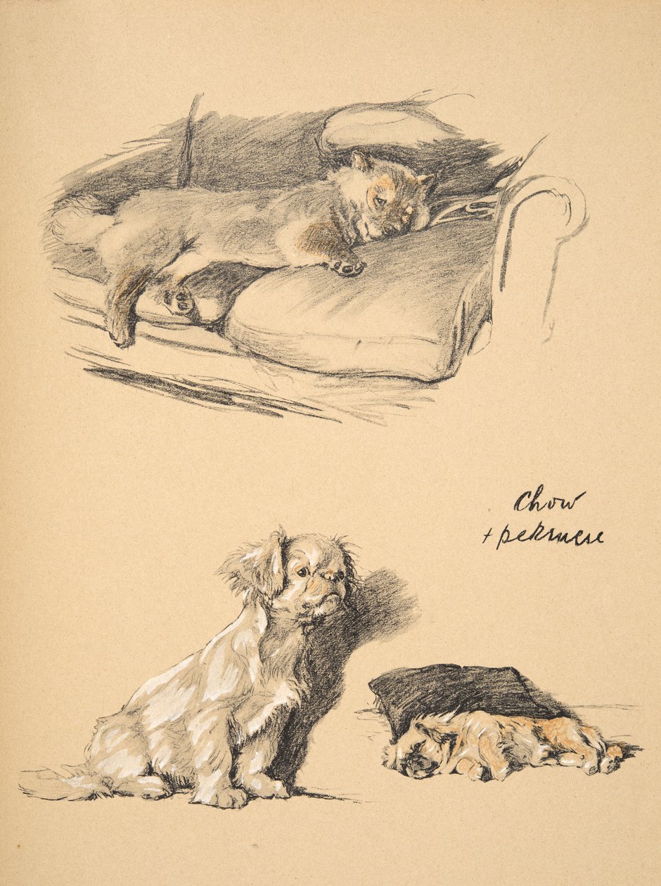Chow and Pekinese, 1930, ilustrações de seu caderno de desenho usado para "Just Among Friends", Aldin, Cecil Charles Windsor (1870-1935), mais tarde publicado por Eyre e Spottiswoode Limited, 1934, Chalk e C de Cecil Charles Windsor Aldin