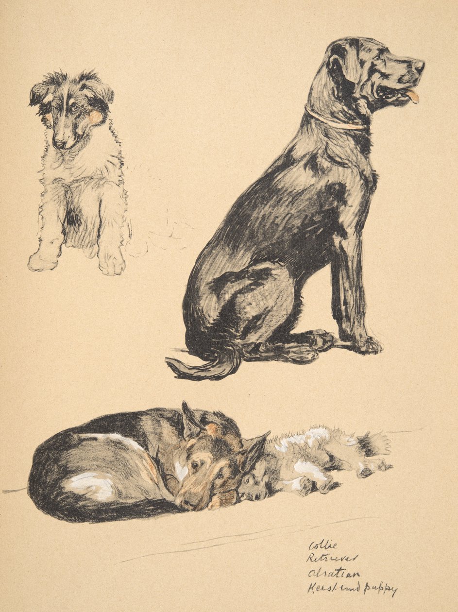 Collie, Retriever, Alstian e Keeshund Puppy, 1930, ilustrações de seu Sketch Book usado para "Just Among Friends", Aldin, Cecil Charles Windsor (1870-1935), mais tarde publicado pela Eyre e Spottiswood de Cecil Charles Windsor Aldin