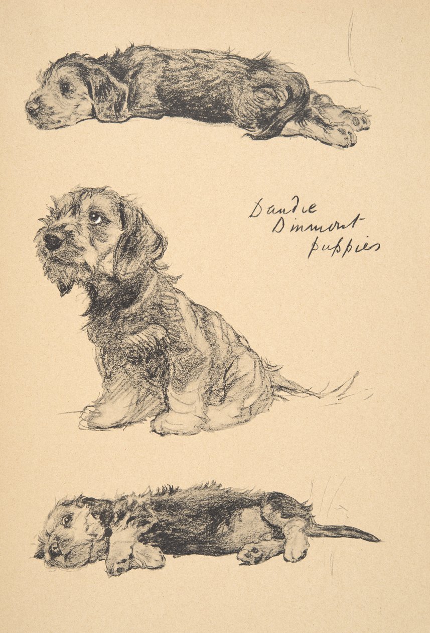 Filhotes de Dandie Dinmont, 1930, ilustrações de seu livro de esboços usado para &39;apenas entre amigos&39;, Aldin, Cecil Charles Windsor (1870-1935), mais tarde publicado pela Eyre e Spottiswoode Limited, 1934, giz de Cecil Charles Windsor Aldin