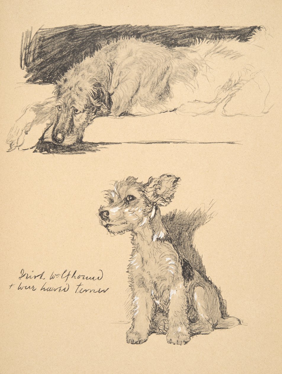 Irish Wolfhound e Wire-Haired Terrier, 1930, ilustrações de seu Sketch Book usado para "Just Among Friends", Aldin, Cecil Charles Windsor (1870-1935), mais tarde publicado por Eyre e Spottiswoode Limi de Cecil Charles Windsor Aldin