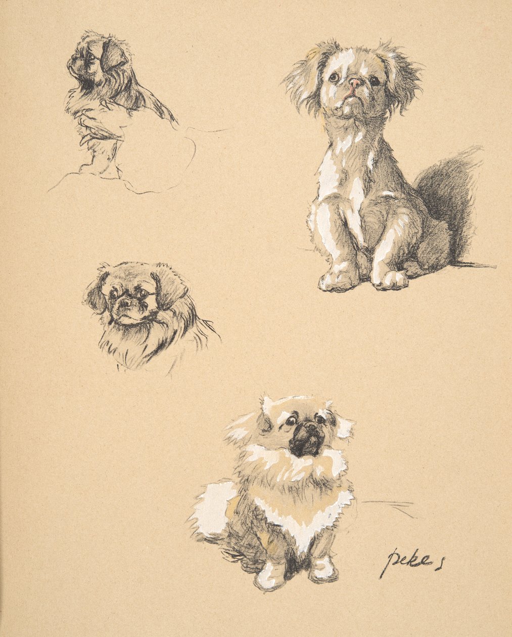 Pekes, 1930, ilustrações de seu livro de desenho usado para &39;Só entre amigos&39;, Aldin, Cecil Charles Windsor (1870-1935), mais tarde publicado pela Eyre e Spottiswoode Limited, 1934, giz e carvão sobre p de Cecil Charles Windsor Aldin